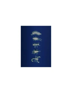 5 insectes phosphorescents - Moulin Roty