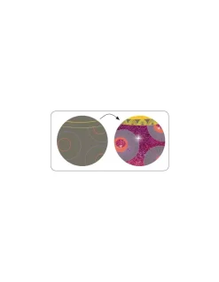 Cartes à gratter le bal des coquettes - Djeco
