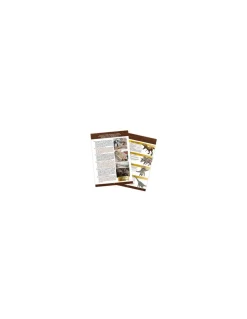 Kit de fouille T-Rex Museum Skull - Buki