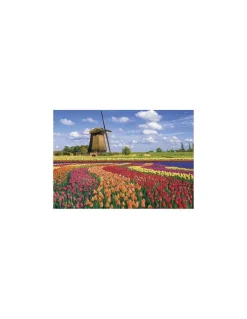 Puzzle Champs de tulipes en Hollande 1000 pièces - Sentosphère