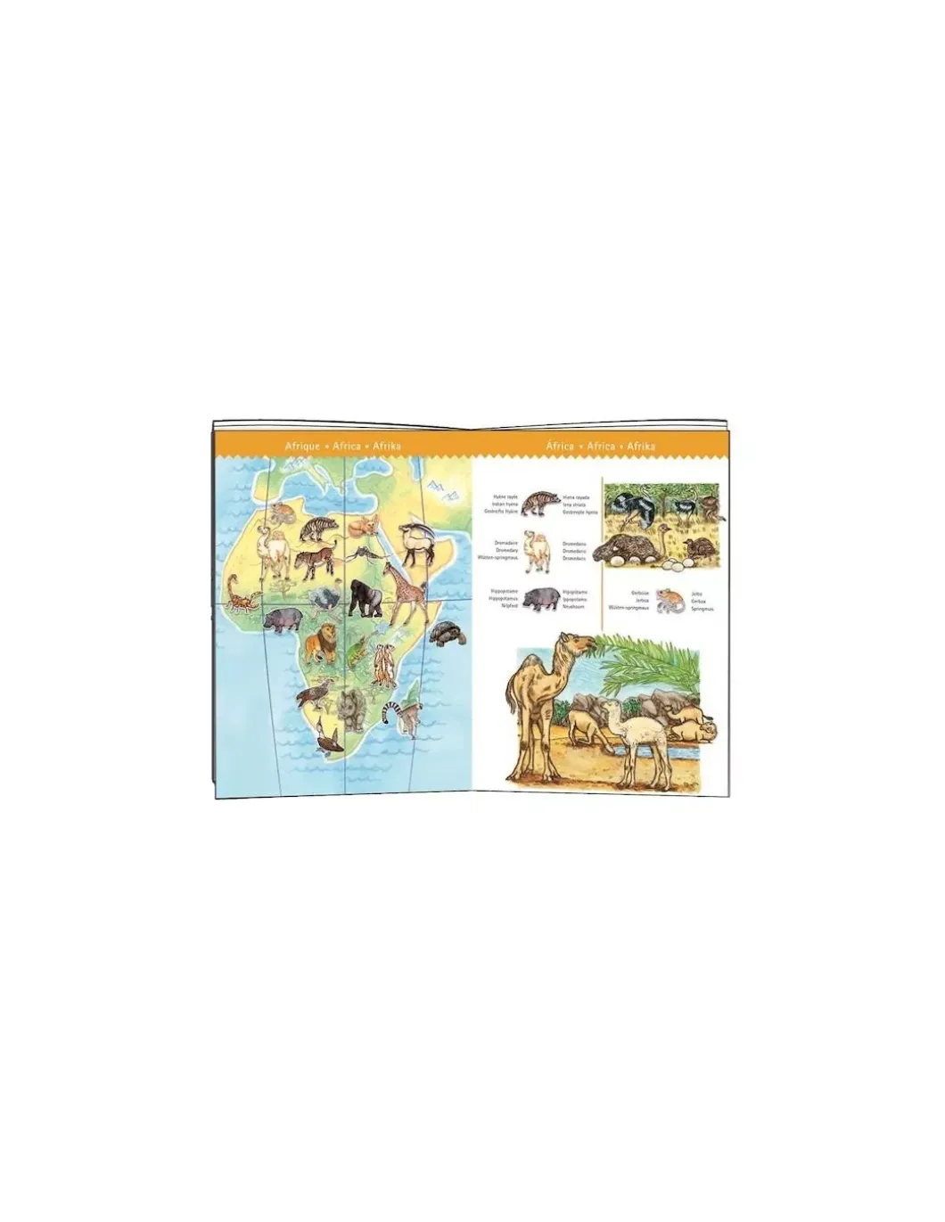 Puzzle d'observation animaux du monde 100 pièces - Djeco