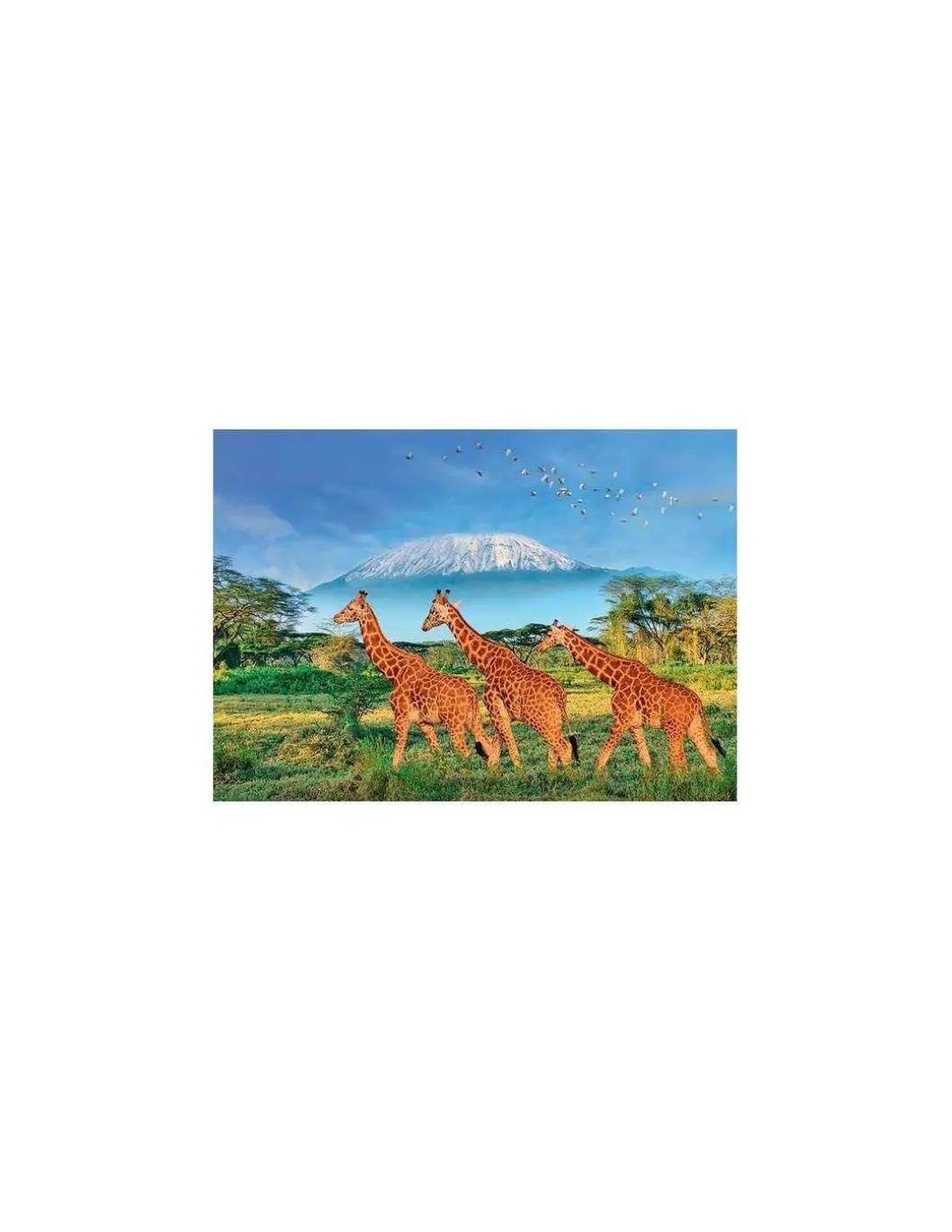 Puzzle Girafes 500 pièces XL - Sentosphère